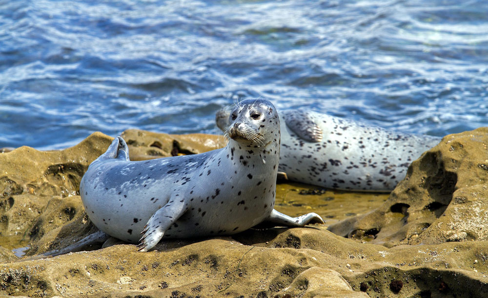 seals on the Antrim coast